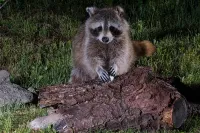 img of Evolution, Innovation, and Crisis at the Crossroads | Science